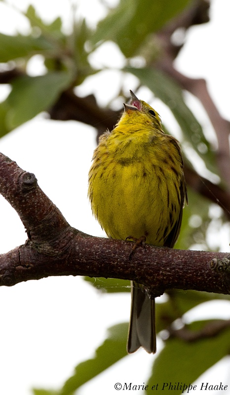 Bruant jaune 7928_wm.jpg - Bruant jaune, Emberiza citrinella, Yellowhammer (Suède, juin 2011)